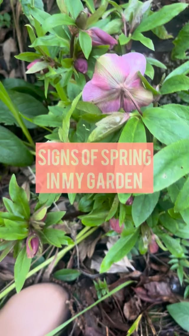 Spring is coming! We are at the halfway point between winter solstice and spring equinox, and spring is already showing in my garden.
.
.
.
#springiscoming #garden #hope