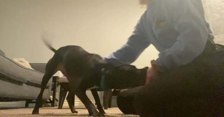 First session teaching her how to “bow” I didn’t want to post the entire video so here is how I started it and how I ended it.
#dogtraining #mutt #dogtrainer