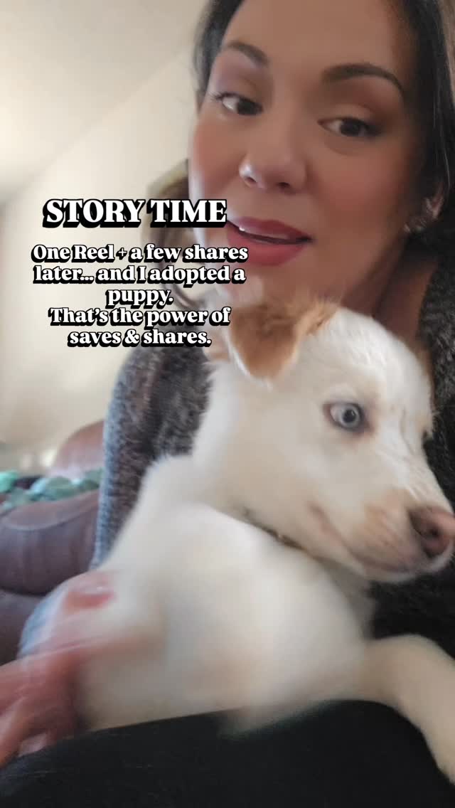 True story:
The results of a great Reel and engaging content pulled me all the way in to adopt a puppy… with a little help from the algorithm 🐶✨
That’s what a SAVE or SHARE can do.
Most people obsess over likes.
But it’s the saves and shares that really tell the algorithm:
> “Hey, this was valuable. Show it to more people.”
Here’s how one good piece of content can work for you:
1️⃣ Someone sees your Reel and saves it
2️⃣ They share it with a friend or two
3️⃣ New eyes land on your page → they follow
4️⃣ Over time, that trust turns into a DM, a booking, or a signed deal
That’s the power of one really aligned, helpful, or heart-hitting piece of content.
Reels aren’t just for “views.”
They’re a way to extend your reach, build real connection, and get in front of people who would *never* find you otherwise.
Don’t sleep on this any longer.
If you’re ready to start creating Reels that people actually want to save, share, and act on,
💊 my Reels RX subscription gives you weekly ideas, hooks, and prompts tailor-made for your brand—so your content can start working like this for you too.
DM RX and I’ll send you the details.
🔖P.S Go Follow @animalhumanenm
Make a donation & adopt your next fur baby. They have so many animals that need a good home 🏡 🐶😺
.
.
#socialmediastrategy #socialmediamarketing #newmexicoentrepreneurs #abqbusinessowners #reelsstrategy