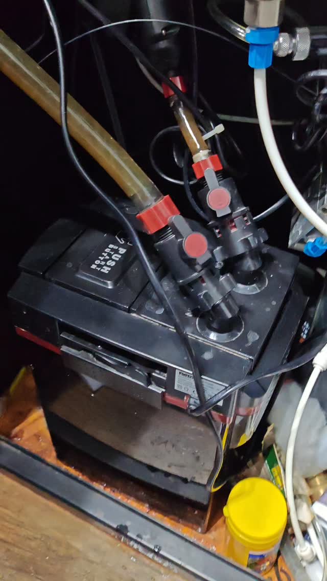 Si può cambiare il filtro dell’acquario senza problemi ✅
Basta conservare i cannolicchi del filtro vecchio e aggiungere batteri nel nuovo filtro per non perdere la maturazione biologica.
#acquario
#filtroacquario
#batteriacquario
#acquariologia