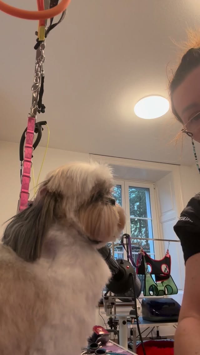 #grooming #shitzulover #hundesalon #luzern #hundesalonluzern