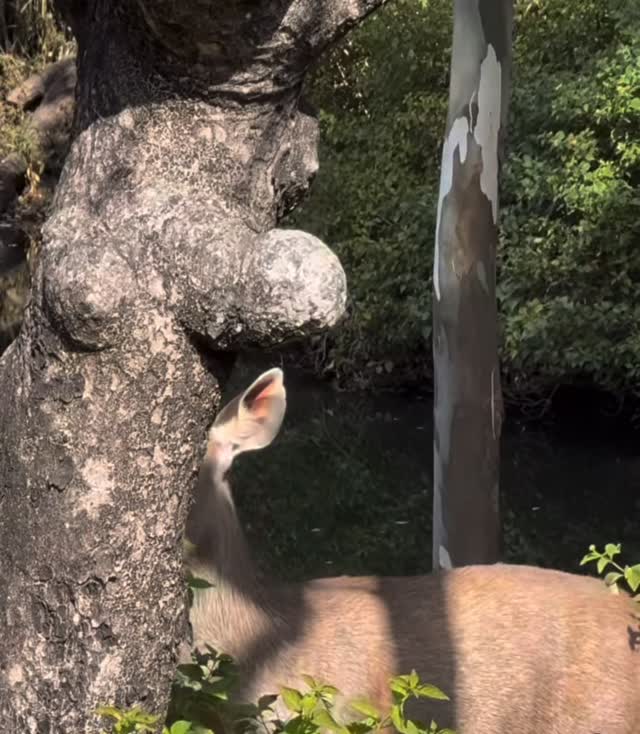 Not sure to credit for this. Let me know if it is your video. A native deer called a Sambar spotted in Mount Abu. I have never seen one, I think they were lucky to spot this rare beautiful animal.