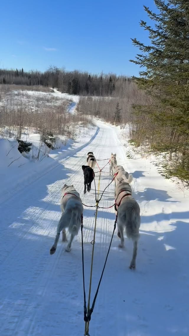 HilltownSleddogs in Wisconsin on Track 52! #mushinglife #lovemydogs #lovemylife