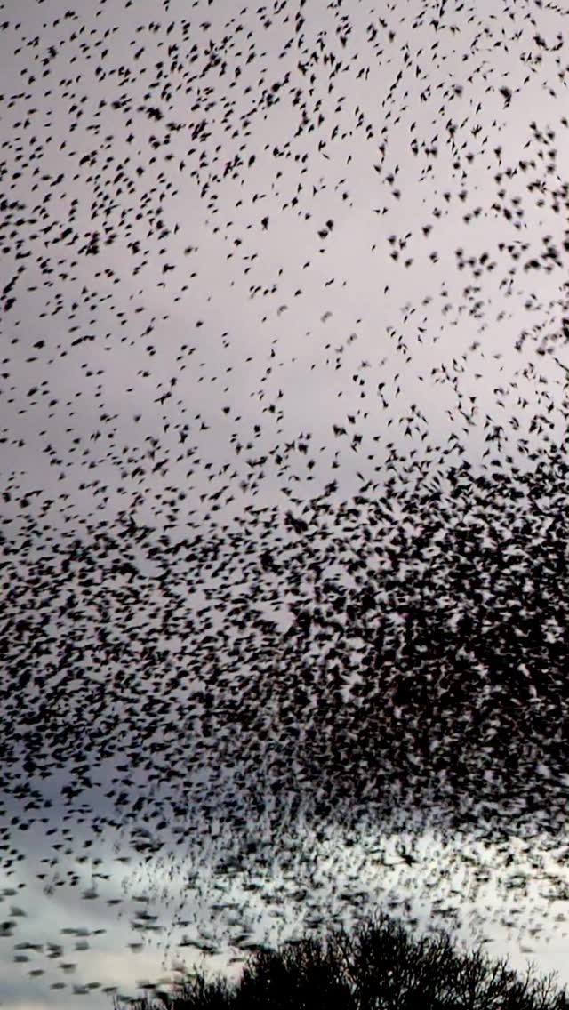 Monday murmuration ✨
A million birds - one of the biggest starling murmurations I’ve ever seen.
Their wing beats sounded like waves crashing against round pebbles on the shore, and at points the sky was a black whirlpool, dense with birds.
Filmed with my @lumix S5 ; but I was mostly taking photos ✨
.
.
.
#murmuration #starling #birds #film #nature @rspb @rspbengland @wwtworldwide @wwf_uk @wwf @btobirds @birdlife.international @birda @leicanature @cornellbirds @mountainwarehouse