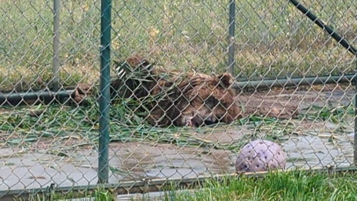 Princess was given a large pile of grass in her igloo today, and instead of laying on it she pulled it all out and made a glorious mess! She was a young bear again, filled with sass and joy. Princess may be 27 now, but she still finds things that bring her joy! Seeing her so happy and silly definitely brought a smile to many faces. #rmwpark #enrichment #grassbath #Princessthebrownbear #pooltimeisthebesttime #grizzly