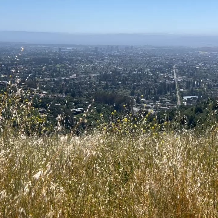 The views from the Berkeley hills towards the bay never get old! To have this somewhat wild and un-manicured landscape so close by is a constant source of inspiration for landscape architects as we strive to create designs which seamlessly integrate into the local flora or provide a poignant contrast.....