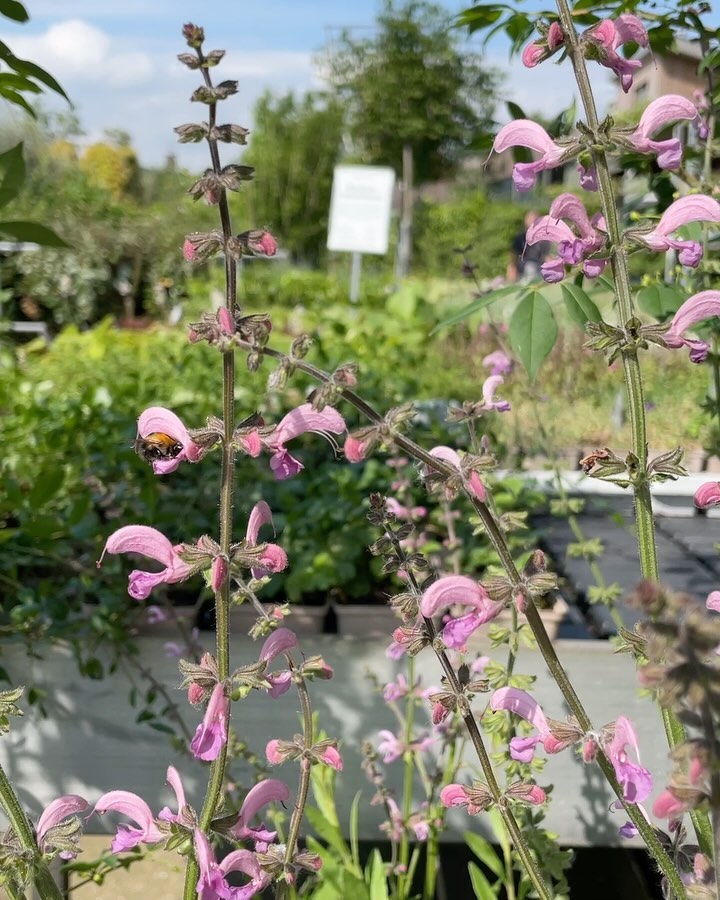 GROEISEIZOEN VRAGENRONDJE ✅ Heb je voorgaande jaren je tuinbakken of border ingeplant? Dan is dit het moment om te checken hoe je tuin het doet! Ondanks het extreem natte najaar en voorjaar en de slakkeninvasie die een vertekend beeld kunnen geven, zijn deze weersomstandigheden helaas iets waar we de komende jaren waarschijnlijk mee te maken blijven houden. Daarom is het slim je beplanting klimaatadaptief te kiezen.
Heb jij een vraag over je tuin, hoe het gedijt? Over specifieke planten? Stel ze hieronder in de comments! Wij gaan jullie vragen komende week behandelen in onze reels! 🫶💚
#tuintips #tuininspiratie #klimaatadaptief #detuininmei #tuinierenmei #detuininjuni #groeiseizoen #groenevingers #tuinvragen #landcaping #perennialhgarden #vasteplantentuin #vasteplanten #geum #nepeta #tuinontwerp #gardendesign #qa #faq