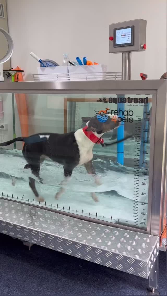 Hydrotherapy uses water to support movement, reduce joint stress, and rebuild strength in a safe, controlled way.
Ideal for senior dogs, post-surgery recovery, arthritis management, and dogs that struggle to exercise on land.
Learn more or book an assessment on our website.
#caninehydrotherapy #dogmobility #seniordogs #melbournedogs #dogwellness