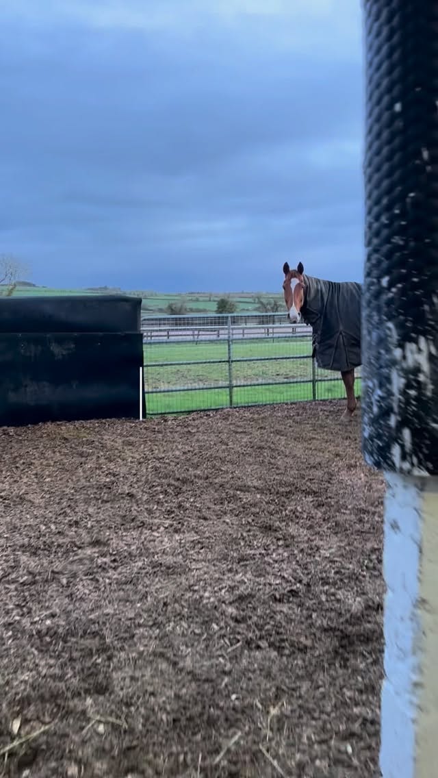 Spend the morning with Downmexicoway🇲🇽… ahead of his trip to @leopardstownrc for the Grade 1 Irish Arkle🤞🏼