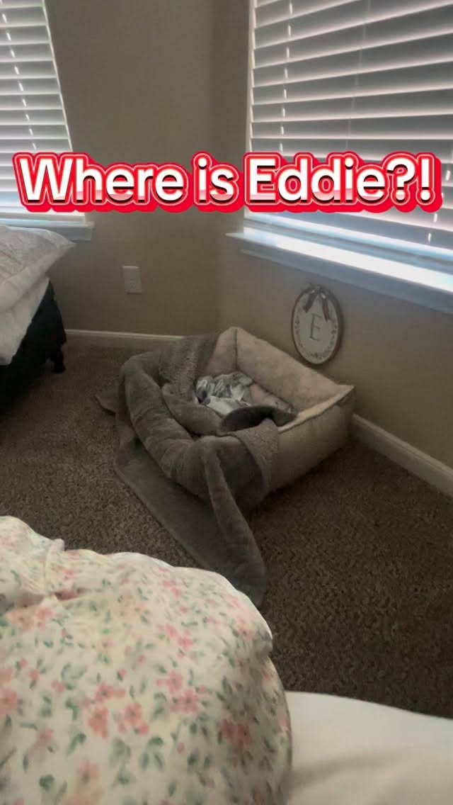 Waking up and Eddie is not in his bed. Where could he be? He is an opportunist. I kicked off my minky couture blanket last night. He found it and made himself a nest.
#dogmom #sleepingdog #morning #comfy