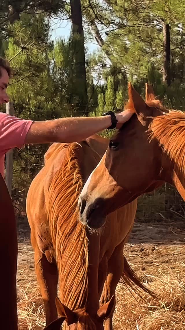 Horses have an incredible way of showing us who we truly are. They reflect our strengths and weaknesses, our patience and our fears, and they teach us to connect with ourselves in a deeper way.
Our horses help guide us, challenge us, and inspire us to become the best versions of ourselves, while reminding us to embrace our humanity along the way.
✨ Come and experience it yourself! Book a session with us and discover the magic of connecting with a horse.
#litshorses #praiadomeco #rescuedhorses #horseconstellation #healingwithhorses