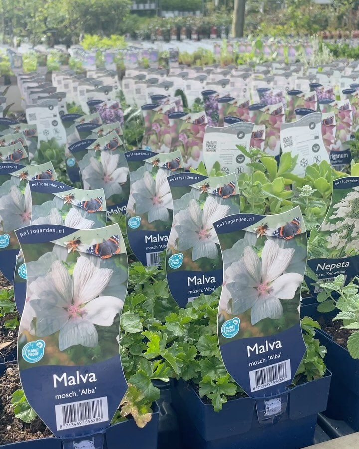 ZATERDAG ☀️ met:
✅ Slim advies om nog meer uit je tuin te halen dit seizoen, mooie plantcombinaties, tips en tricks voor het aanplanten, voeden, onderhouden en snoeien van de tuin. Stel je vragen!
✅ De mooiste en meest sterke Dahliabollen van de @bloemoloog
✅ Potten, bakken, sterk gereedschap (handgesmeed in Groningen @dewitgereedschap ), handige en leuke kweek- en zaaigadgets en veel veel meer. 🍀
#tuinkalendermei #maaimeiniet #tuinplanten #tuinieren #tuinadvies #tuinontwerp #beplantingsplannen #tuintips #tuinidee #detuininmei #welkeplantenvoormijntuin #tuinplanten #alliumglobemaster #biologischedahlias #dahlialove #dahlialiefde #malva #perennials #bomen #tuinplantentekoop