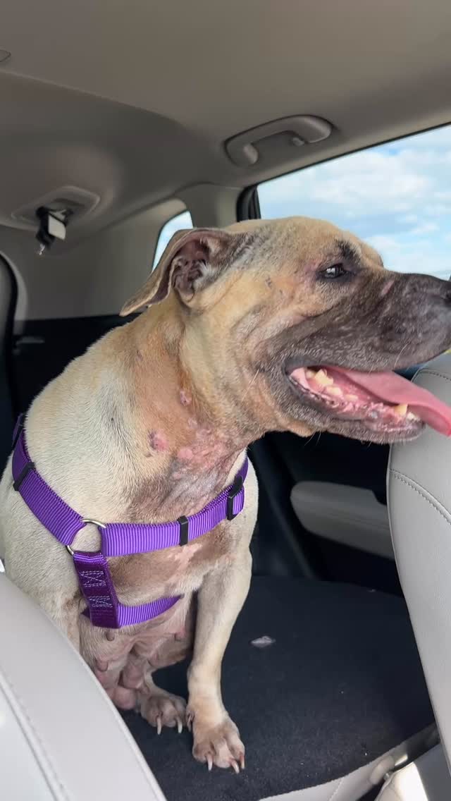 Early this morning, we received a call about this dog, who we have named Athena. Many of you in the PSL groups may recognize her as the sweet girl who was found in a cemetery in Fort Pierce.
We stepped in right away and took her into our care so she could receive immediate, much-needed veterinary attention. She is currently on a stray hold as required by the county, but we know nobody will come forward for herā¦
During her exam, it became clear just how much sheās been through. Athena has a severe skin infection, especially around her neck. Her teeth are in rough shape, her face shows signs of old cuts, scabs, and scarring, a small portion of her tail is missing, and she even had something stuck in her teeth/gum.
Whether this was the result of long-term neglect or a long life on the streets, one thing is certain, she has endured far more than any dog should. We are incredibly grateful she was found in time, before the cold weather could have taken her life.
Todayās vet visit at VMC totaled $1,221.15, a large and unexpected expense we were not prepared for. If youāre able, please consider donating to help cover Athenaās medical care and support her recovery. Every single dollar truly makes a difference.
www.mablesmission.org/donate-1
Venmo: mablesmission
Zelle/PayPal: mablesmission@gmail.com
Thank you!
#stluciecounty #psldogs #martincountyfl #fosterbasedrescue