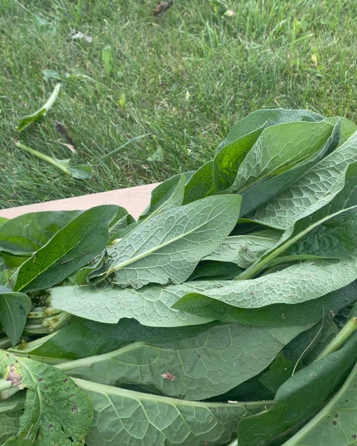 FPJ (Fermented Plant Juice) is used in solutions for seed & soil treatments and plant nutrition. Young shoots of healthy, vigorous plants are harvested before sunrise and fermented with organic raw sugar for ~7 days. The sugar draws the juices out via osmosis and uses the plant’s own microbial set to do the fermenting.
OHN+FPJ+BRV= Seed Treatment & Maintenance Solution
This is the base formula. Other inputs can be added depending on plant growth stage or application.
(OHN 1:1000) (FPJ 1:500) (BRV 1:500)
Our FPJs are made with plants grown on our farm.
Comfrey FPJ is made from True comfrey & Bocking 14 comfrey.
APPLICATION:
1:500 or 8ml/gal in a foliar spray/soil drench
Apply once a week.