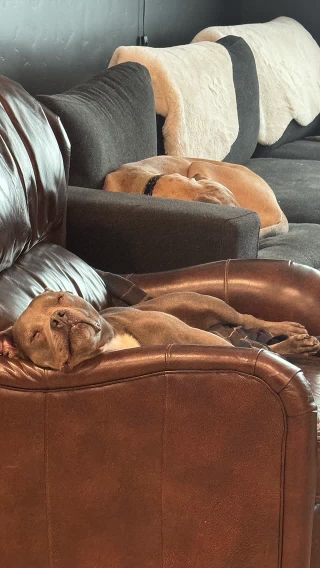 Nine trips around the sun for my girl Violet! Happy Birthday to my ride or die. Violet is the best friend a man could ask for! Happy Birthday, Violet!!! I love you! #bluenosepitbull #dogs_of_instagram #newyorkjetsforlife