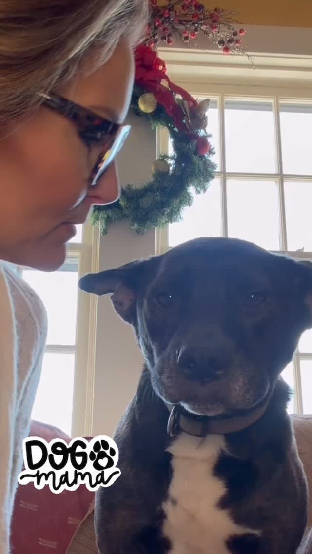 Just giving my Princess Liliana ( also known as Lily, Queen of the Highlands, Miss O, My Moonah Moonah ) all the love… ❤️.
I tell her everyday she deserves a cape, a crown, a sash and a scepter for being the best Lily in the Lily Land… wherever that may be. Don’t blame me…I didn’t invent puppy talk…it just happens! How many names do you have for your fur baby?
#furbaby #puppytalk #puppylove #mygirl #mamasgirl