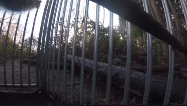 Testing out the GoPro ft the biggest stick in the daycare…🤨🪵🤎#doggydaycare #gopro #doglovers #thebestdays #weekendfun