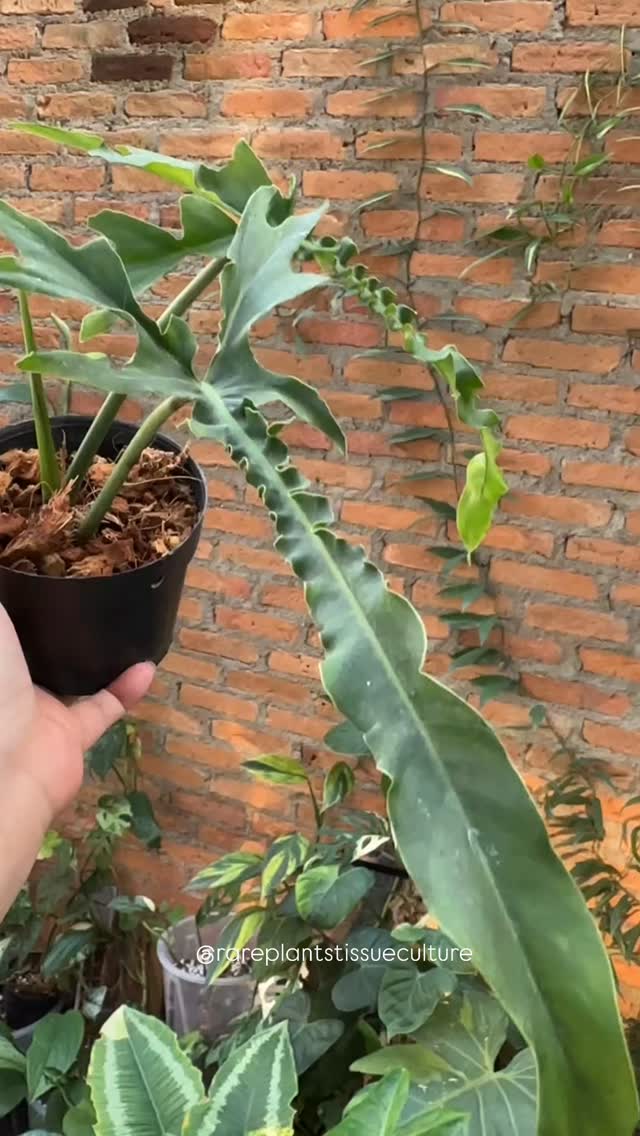 Do these not conjure the feeling of 2 mythical dragons soaring through the vast sky? Grown from seeds, each sibling is unique and just a little different, making them super exciting to grow.
As these took quite a while to grow from infancy, the larger selected ones will be going out the door first. Very limited pieces on the narrow form. Grab yours now!
Specimen plants and wholesale potted plants are now available in our shop with prices listed at our website www.rareplantstissueculture.com/wholesale-potted-plants
#philodendronbelleisle #newhybrids #philodendronbelleislenarrowform