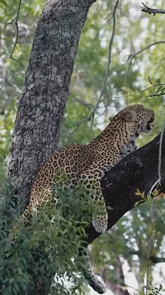 In the Serengeti, a leopard perches high in an acacia tree, stretching its powerful jaws in a wide, lazy yawn.
#Leopard #yawning