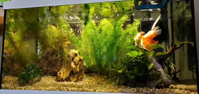 60 litri, piante vere, acqua pulita.
Questo è l’acquario di Marco: casa di un oranda che ha già 5 anni, non un “soprammobile”, ma un essere vivente.
Fondo adatto per pesci d’acqua fredda, manutenzione costante, rispetto.
Perché i pesci rossi non sono usa-e-getta, non sono decorazioni: hanno bisogno di spazio, cure e dignità, esattamente come tutti gli altri animali.
Informarsi è un dovere. Rispettare, ancora di più. 🐟🌱
#pescirossi #acquariresponsabili #rispettoanimale