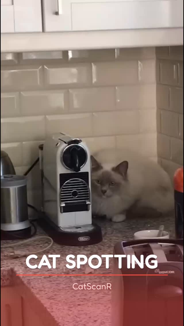 My friend has brought the cutest cat spotting story for today’s post! A random cat showed up in her kitchen one day and she had no clue who it was. Turns out it was her neighbor’s cat - and her own cat’s friend! ❣️🐈🐈
#catspotting #cats #catsofinstagram