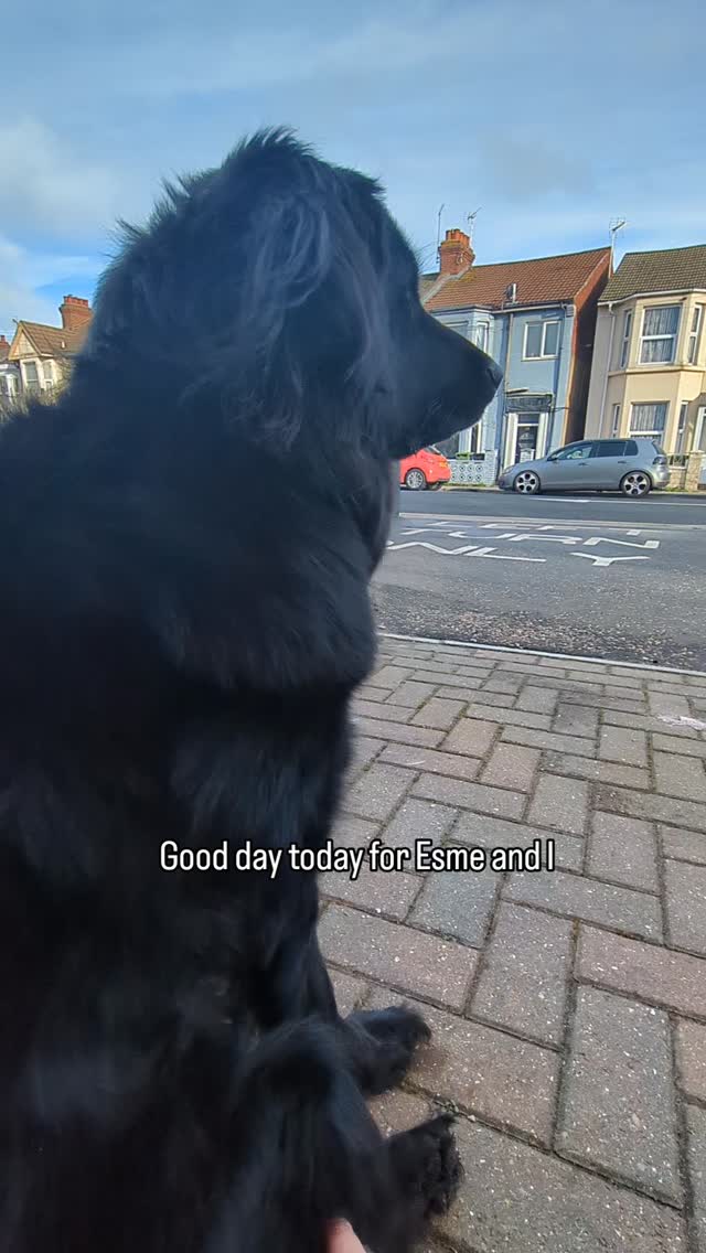 Esme is in the part of her cycle where she remembers all the training, hard work, patience, empathy, and goes an entire day without negatively reacting to anyone!
Time to get to work.
Support team assemble ❤️