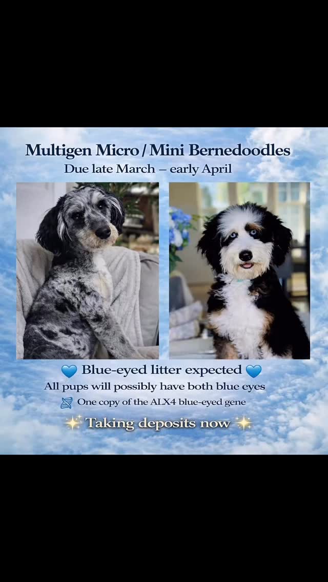 💙 Blue-Eyed MULITGEN Micro / Mini Bernedoodles 💙
Due late March early April 15-30 lbs
We’re expecting a rare blue-eyed litter of ultra micro / mini Bernedoodles 🐶✨
🧬 One copy of the ALX4 blue-eye gene
👀 Pups may possibly have both blue eyes
🏡 Raised with love, early socialization, and top care
✨ Deposits now open ✨
Spots are limited — DM us to reserve your pick! #merlebernedoodlepuppies #merleminibernedoodle #ohearonsamazingpuppies #merlebernedoodle #utahpuppies