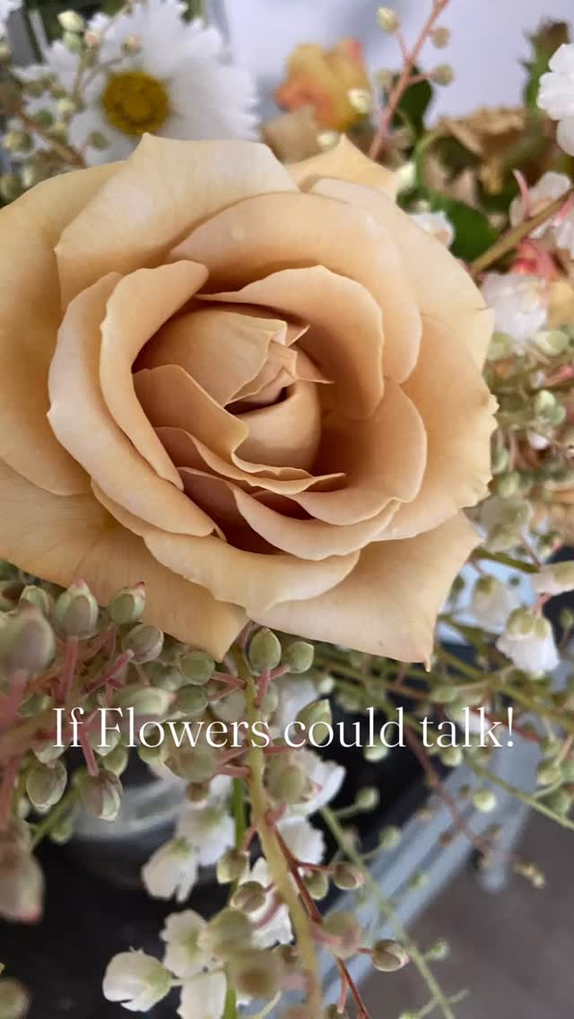 If flowers could talk they would say- I love you, thank you, I’m sorry, thinking of you, hope you’re feeling better soon. What ever you are wanting to say, say it with flowers 🌸 #thecuriousrabbitflowershop #balmainflorist #rozelleflorist #leichhardtflorist #gladesvilleflorist #drummoyneflorist #haberfieldflorist #annandaleflorist #sydneyflorist #sayitwithflowers #sendlove