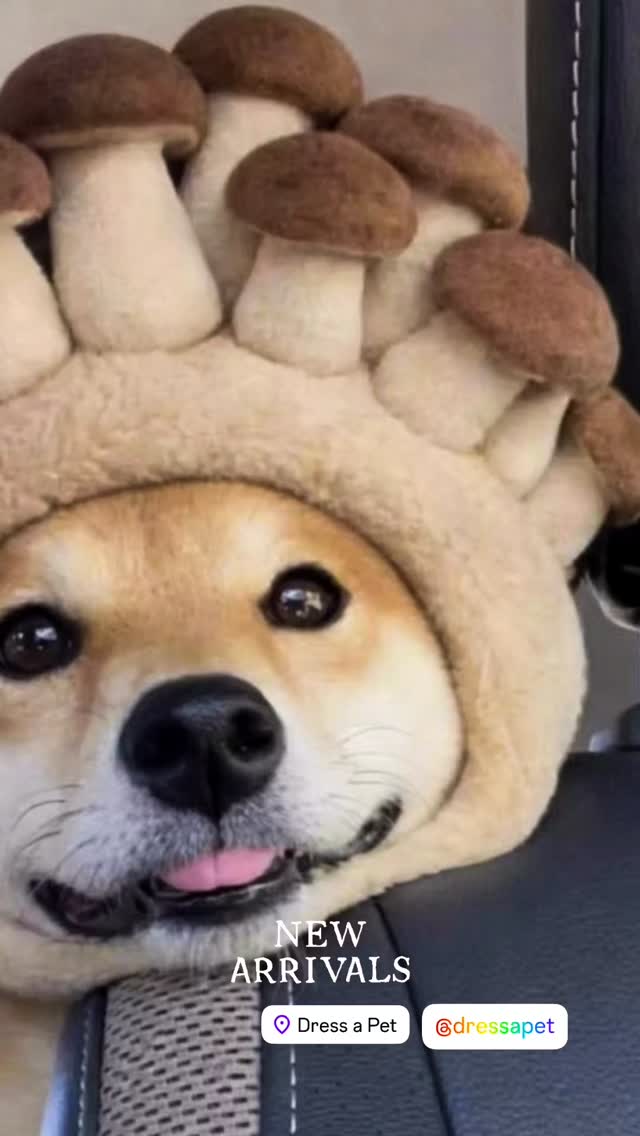 Welcoming the Lunar New Year with new arrivals 🧧✨
Fur kids are welcome to try them out 🐾
A little festive joy for every member of the family 🧨