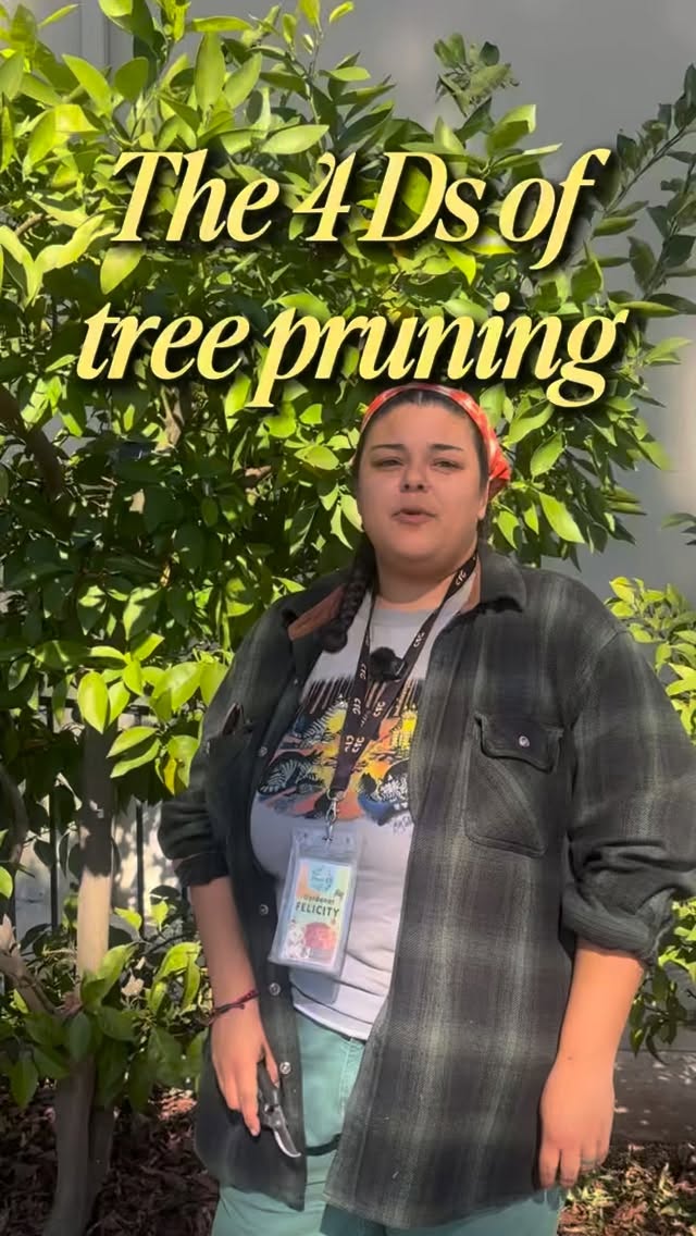 It’s the season to prune your fruit trees! Check out this handy guide of the 4 Ds of fruit tree pruning: damaged, diseased, dead, and deformed branches have got to go! 🌿 Happy pruning!
.
.
.
#fruittrees #fruittreepruning #communitygarden #communitygardens #monrovia