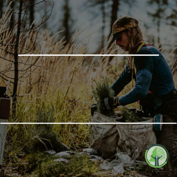 We are hiring!
Link in bio
#perthjobs #sydneyjobs #treeplantingaustralia #treeplanting #livingthedream #workhardplayhard