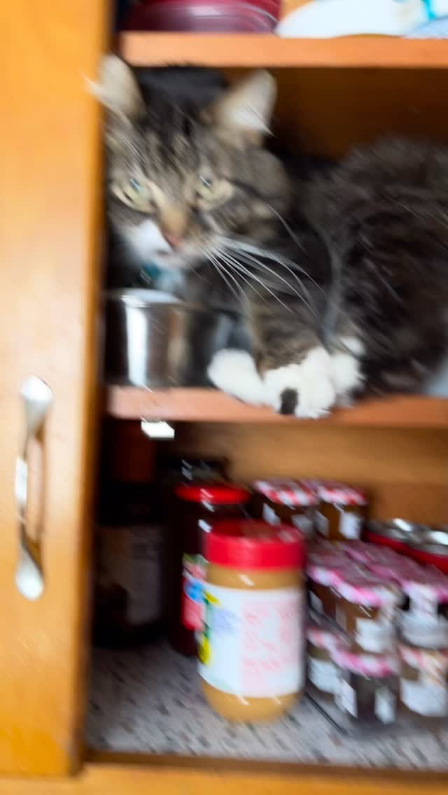 Cats are totally independent… said the cabinet they climbed into while their people were gone.
This is your friendly reminder that even the most ‘self-sufficient’ cats need a reliable cat sitter.
Every. Single. Day.
Daily visits mean clean litter boxes, fresh food and water, and—most importantly—some love and supervision. Because independence doesn’t include managing the kitchen cabinets.
#catsitter #thedogspajamas #richmondindiana #centervilleindiana