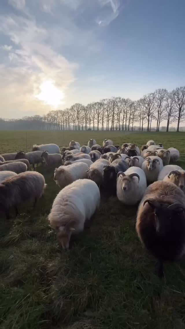 Met mijn schaapskudde verzorg ik duurzaam natuurbeheer op Landgoed Scherpenzeel. Er zijn meer dan genoeg werkzaamheden en daarom heb ik nu behoefte aan een extra hulpherder.
🐑 werkzaamheden:
✅ afrastering controleren en plaatsen
✅ schapen verzorgen en behandelen
✅ verplaatsing van de kudde
✅ vrij maaien van de afrastering
✅ controle van de verschillende koppels
🙂 wie ben jij?:
Je woont in Scherpenzeel of in een straal van 20 minuten afstand. Je hebt een getrainde herdershond waarmee je schapen kunt verplaatsen en vangen om ze te kunnen behandelen. Je hebt de basiskennis van schapen verzorging en vindt het leuk om daar meer over te leren bij de kudde. Je bent wekelijks vier uur beschikbaar voor werkzaamheden en daarnaast bereid om oproepbaar te zijn voor noodgevallen.
💰 vergoeding:
Voor deze functie is het belangrijk dat je zelfstandig ondernemer bent en facturen kunt sturen. De vergoeding bedraagt € 25 (ex BTW) per uur exclusief reiskosten. We starten op basis van vier uur per week waarna de mogelijkheid bestaat om meer uren te maken.
📩heb je interesse stuur me dan een mail naar daniel@schaapskuddedoorn.nl met een korte beschrijving van wie je bent en wat jouw motivatie is voor deze functie.