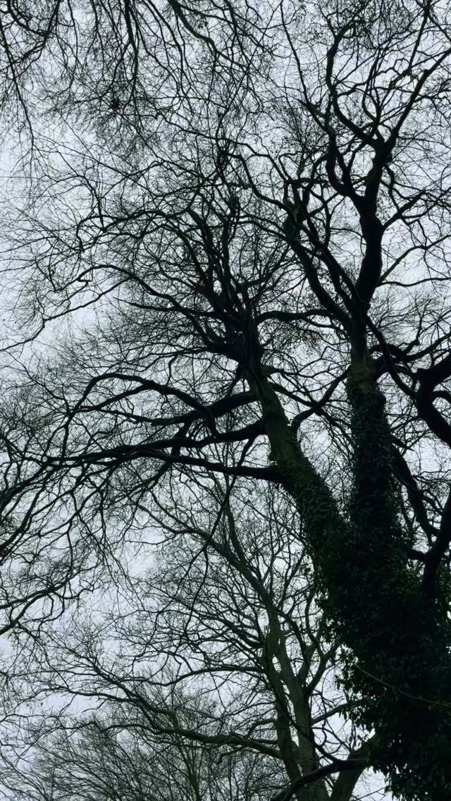 The healing power of morning birdsong
🎵 🪶#soundon🔊
#amersham #buckinghamshire #forestbathing #birdsong