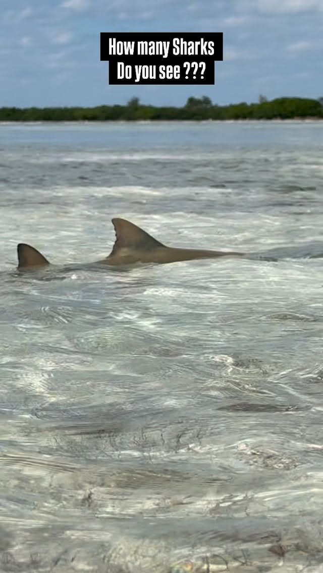 How many sharks can you see and what species ??? @sharkeducation @biminisharkgirl @nathanfawkes242 @biminiscubacenter #shark #fin #finning #bimjni #bahamas