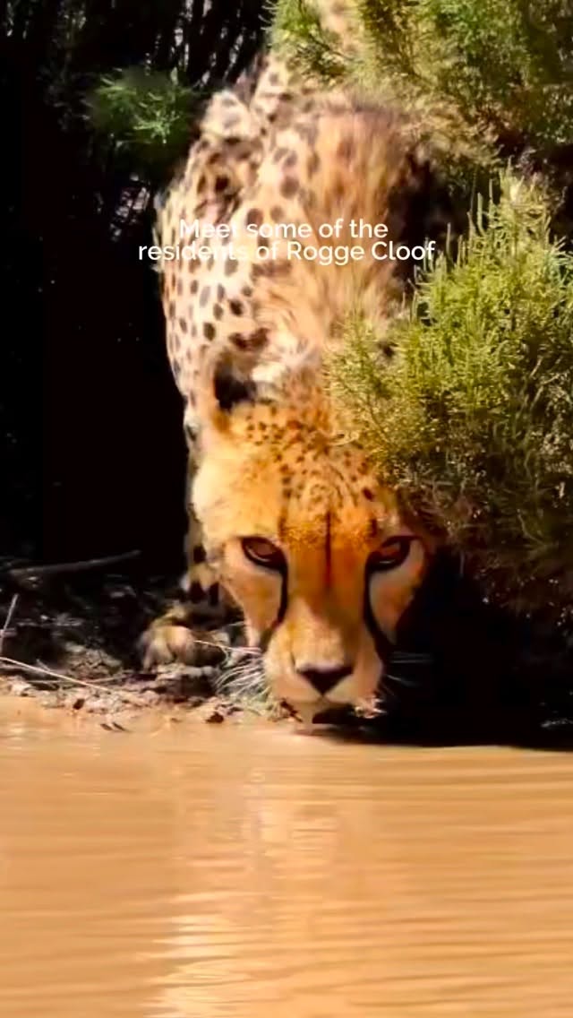 From graceful springbok bounding across the plains to cheetahs quietly exploring their home, Rogge Cloof is alive with wildlife.
Spot Zebras, Oryx and Eland grazing, or keep your eyes on the skies for interesting birds. Every day brings a new encounter big or small, every animal tells a story of life in the Karoo.
It’s more than a quiet break; it’s a small glimpse into the wild.
Tap the link in our bio to plan your visit and come say hello to Rogge Cloof’s incredible wildlife.
#luxuryecotravel #darkskyreserve #travelsouthafrica #karoo #karoolife
karooaccommodation hikingadventures hikingsouthafrica cheetahconservation cheetah sustainabletravel stargazing astrophotography sutherland astronomylover wideopenspaces natureescape nightphotography nightsky astronomy thisissouthafrica