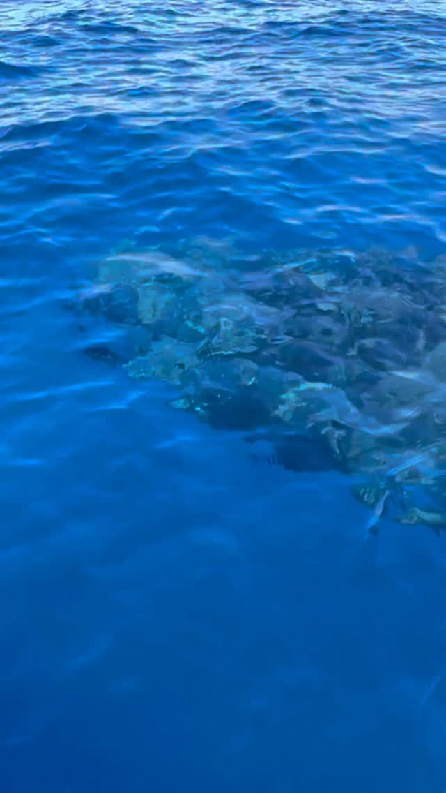 Febrero no es otro mes, es el momento que el mar se llena de diferentes historias. 🐋💨
Las ballenas jorobadas están aquí ya en modo competitivo por la hembra, donde rompen el azul saltando o con coletazos, otras ballenas ya cuidando a sus crías. ⚡️¡Es un mes de movimiento, vida y asombro!
¿Te sumas a vivirlo con Proyecto Cetáceo?
— ENG —
February is not just another month; it is the time when the sea fills with different stories. 🐋💨
Humpback whales are already here, competing for females, breaking the blue surface with their jumps and tail slaps, while others care for their young. ⚡️It is a month of movement, life, and wonder!
Will you join us at Proyecto Cetáceo to experience it?
-
-
-
-
-
ballena jorobada, vida marina, océano, cetáceos, los cabos, avistamiento de ballenas, conservación marina, biología marina, especies marinas, educación ambiental, Los Cabos 2026, turismo México, ballenas en México, ecotours, tours responsables