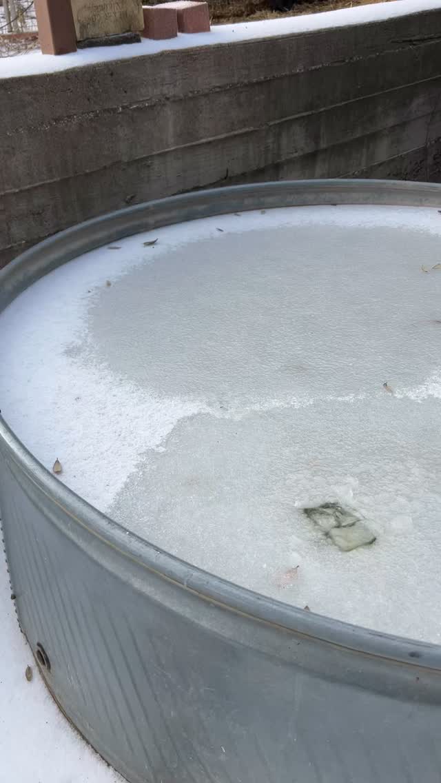 It is wild how hardy fish are! The top layer of the stock tank was frozen with the cold snap but now the water is warm and the fish are ready to eat