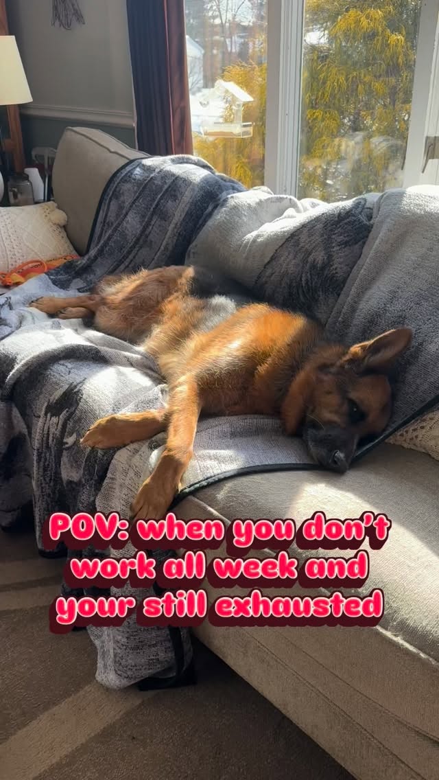 She’s too much #dogsofinstagram #gsd #dogs #gsdlife #gsdofinstagram