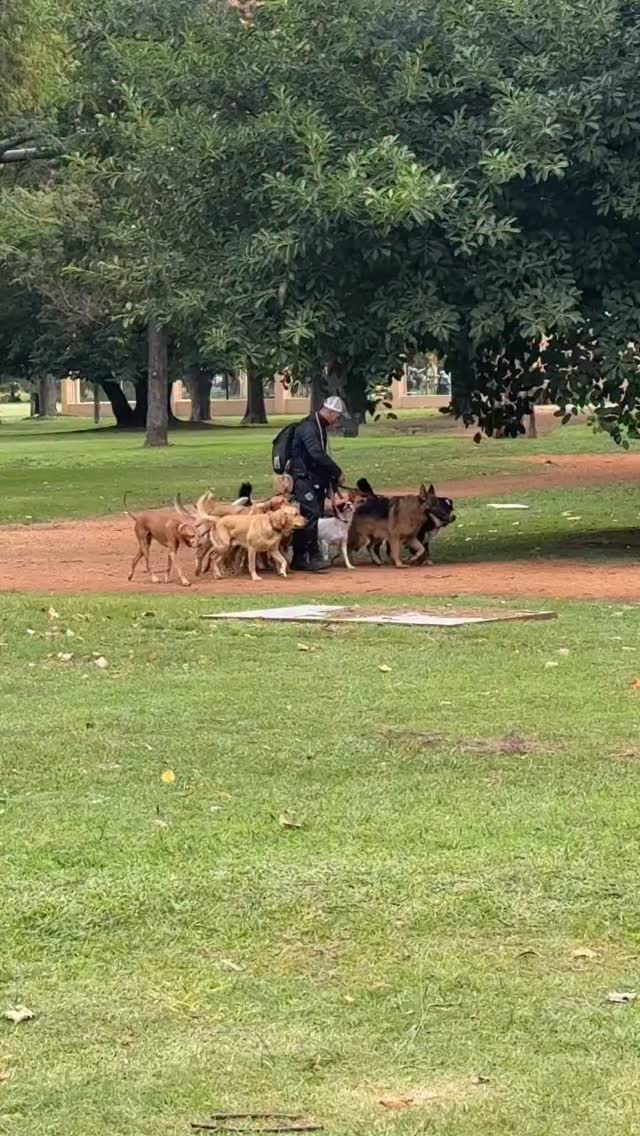 The first morning in Buenos Aires after a twelve hour flight and this was my first fever dream double take.
They love their dogs here but what do you do when you’re at work all day? Enter the city’s dog walkers (paseadores de perros) who walk a dozen dogs at a time through the city’s parks and leafy suburbs…they’re expert at what they do with no barking, no fighting, no pulling.
Just warring them gave me stress, largely because I know even if they didn’t career off in all directions, I’d never remember which dog belonged in which apartment…which would be awkward…
#paseadoresdeperros #bestofbuenosaires #wanderlust #travelwriter #someoneelsescountry