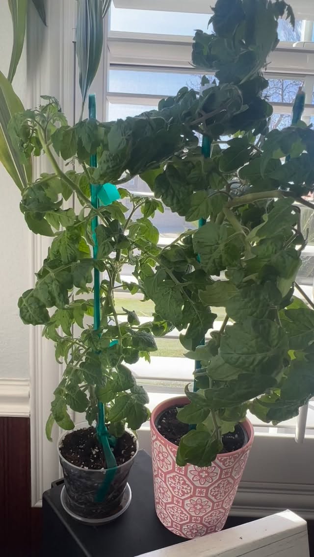 #HBZPlantChallenge 🌱🍅🤔 Feels like it’s gone be August again before we see a tomato.