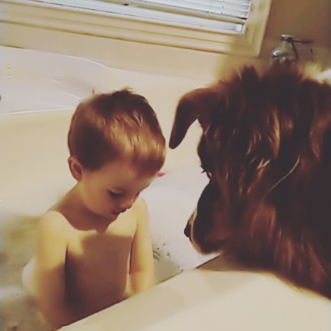 Miller loves bathtime💗💗💗 he waits patiently for water splashes 🤭☺️ #aussiesofinstagram #australianshepherds #ausableriveraussies #aussiesofig #dogstagram #dogsofig #dogsofinstagram #dogs
