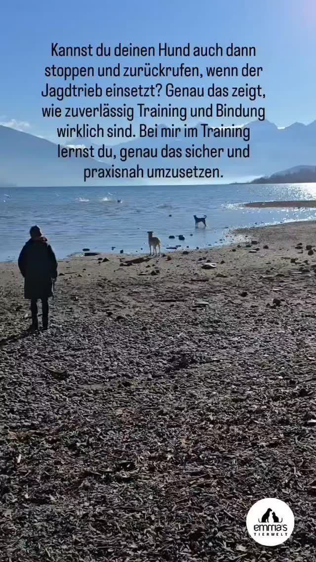 #rückruftraining #emmastierwelt #antijagttraining #bindungsstärkend #zuverlässigkeit