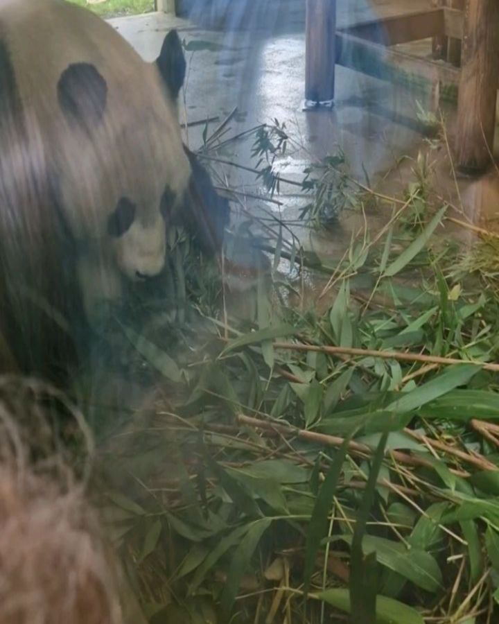 So for anyone who knows me on a personal level, will know I have an absoloute obsession with pandas. No not the red ones the big black and white ones lol.
Mollie and me took a trip up to Scotland, went on a tour bus around Edinburgh, experienced the Edinburgh museum and then did the zoo.
The best but most exhausting weekend considering I had shingles and finished with a strong 9 hour drive home 🤣
These hols have all been about memory making
#makingmemories #secondchance #lifeisprecious #pandas #spiritanimal #thebesttime #adventure #scotland #motheranddaughter #cancersurvivor #remission #livingmybestlife #edinburgh