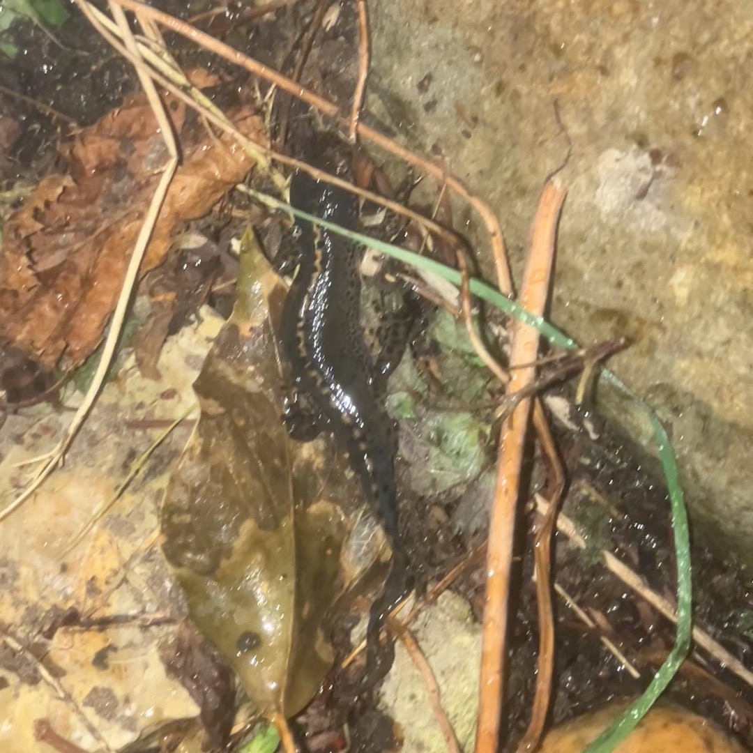 1e nachtsafari maart 2024 in eigen tuin. Een kamsalamander en een kikker in een schuilplaats gespot!