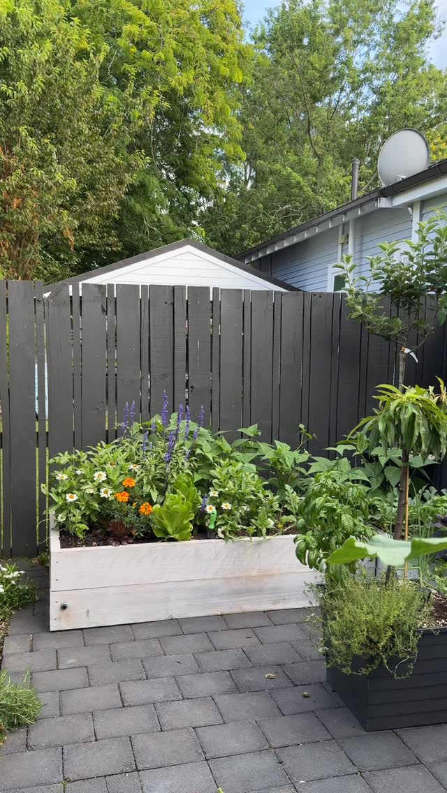 A veggie garden isn’t a ‘nice to have’ anymore - it’s a need for me, always has been, always will be! Love seeing people, friends and strangers giving growing a crack