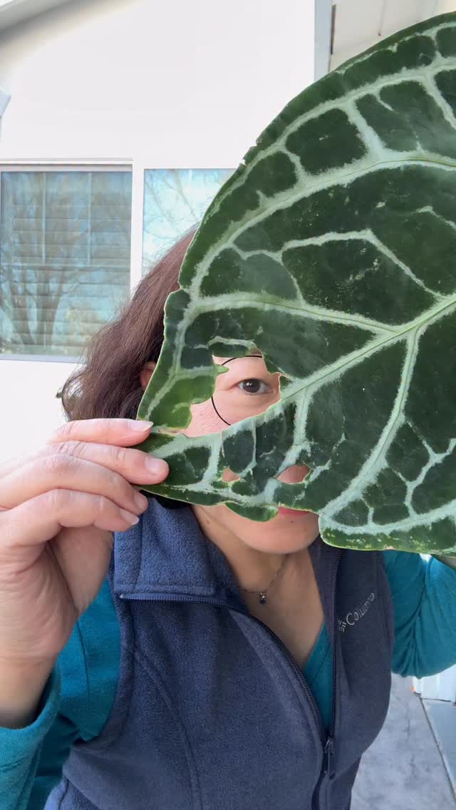 Love this SKG Silver!
Me looking a looooong time 😄
Thank you @urbanleafshop 💚🙏
@ohtheplacesyoull_grow Thank you for KDrama princess walk inspo. I’ve been wanting to do it for a long time. It is more difficult than it looks. 🤭
This short reel brought to you by your plant influencers! 💚💚
#plantcommunity #plantsmakepeoplehappy #anthuriumskgsilver #anthuriumaddict #plantfriends #plantsarelife #plantsaremedicineforthesoul #plantlife