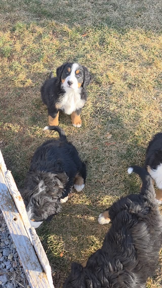 Cute little Rocky is always jumping around. These sweet boys are leaving this weekend. We are soaking up our time with them. 💙
#bernesepuppy #bernesemountaindog #berner #berneseofinstagram #bernesecorner