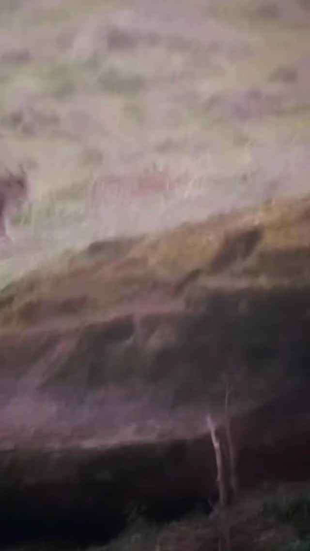 🇪🇸 A veces se nos olvida hacer fotos y vídeos de los linces durante las actividades, y otras no es que se nos olvide, sino que preferimos que nuestros clientes puedan observar a los animales a través del telescopio o a simple vista, y que no "se nos pierdan" entre la vegetación.
Y como buenos animales salvajes y libres, también hay días en los que no los vemos, como ocurrió ayer.
Os dejamos con el avistamiento de este precioso macho de lince ibérico en el Valle del Río Guarrizas durante el safari de hoy, al que empezamos a grabar justo cuando ya se iba, a través del telescopio y cuando la luz comenzaba a escasear.
Si tú también quieres vivir esta experiencia única (y superar nuestras fotos y vídeos con tu cámara 😅), reserva ya tu safari 4x4.
Nos quedan muy pocos días disponibles para el mes de febrero.
www.lyncisecoturismo.com
lyncisecoturismo@gmail.com
(+34) 603 90 74 35
🇬🇧 Sometimes we forget to take photos and videos of the lynxes during our activities, and other times it’s not that we forget, but rather that we prefer our guests to observe the animals through the telescope or with the naked eye, so they don’t “get lost” among the vegetation.
And as truly wild and free animals, there are also days when we don’t see them at all, as happened yesterday.
Here we share the sighting of this beautiful male Iberian lynx in the Guarrizas River Valley during today’s safari. We started recording just as he was leaving, through the telescope and as the light was beginning to fade.
If you’d also like to enjoy this unique experience (and even outperform our photos and videos with your own camera 😅), book your 4x4 safari now.
We have very few days available left in February.