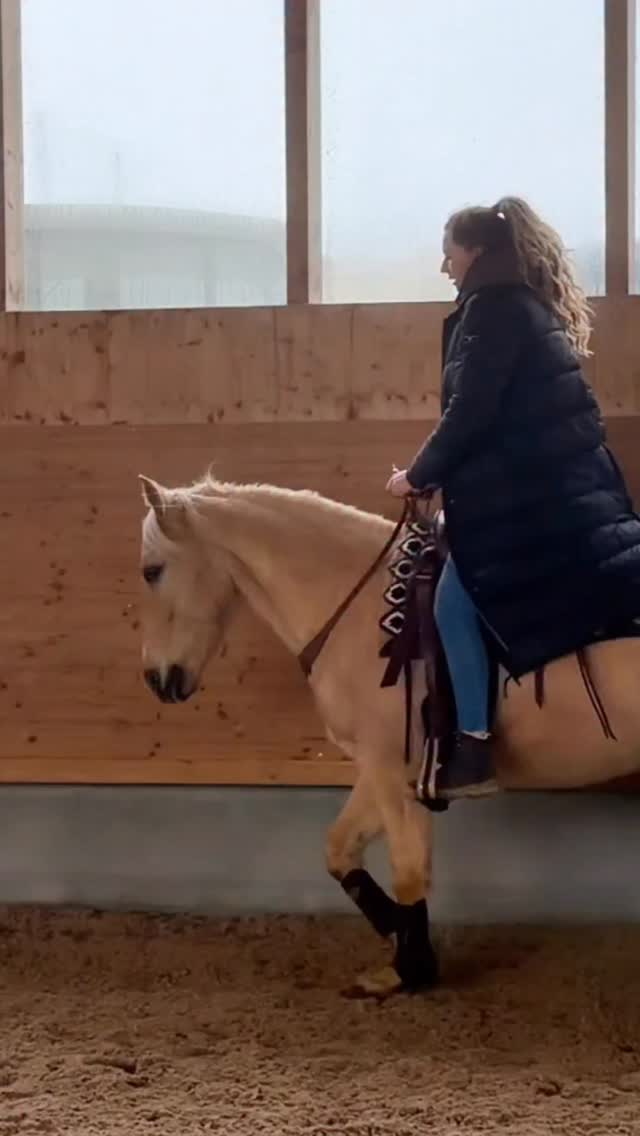 Man nehme einen Halsring, einen Westernsattel und reitet Dressur. 🤪
•
Einfach mal Einblicke ins Training von uns beiden. Von Entspannung bis Versammlung ist normal alles dabei und ich bin sehr bemüht Sui vielseitig auszubilden und besonders den Spaß dabei zu erhalten. 🤍
•
Es geht nicht um Perfektion sondern ums gemeinsame Wachstum. Gemeinsam Fehler machen, gemeinsam Spaß haben, sich zu reflektieren und die Liebe zum Pferd an erster Stelle zu haben. Ich gebe jeden Tag mein bestes, um Sui mit Verständnis zu begegnen, nur zu fordern was möglich ist und auf ihn einzugehen. Für ihn und all meine Trainingspferde ist es mein Ziel jeden Tag 1% besser zu werden. 🙋🏼♀️🙏🏻
•
Halsring von @arador.reitshop , Sattel und restliche Ausrüstung von @feelforhorses 🤍